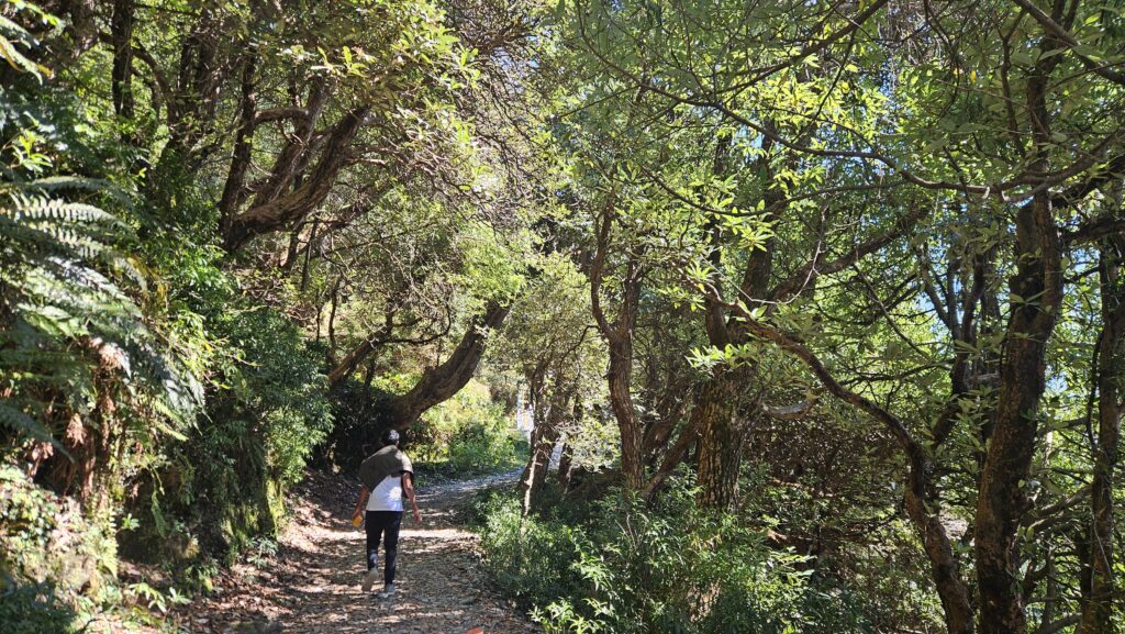 The forests of Triund