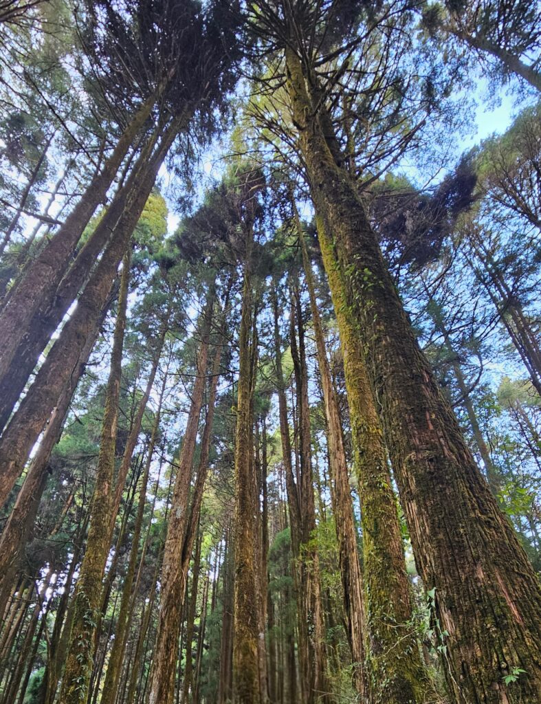 the magical forests of Singalila National Park