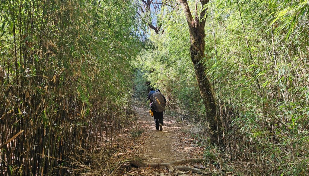 the pretty bamboo sections