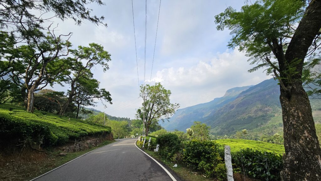 Tea plantations - Munnar bike trip